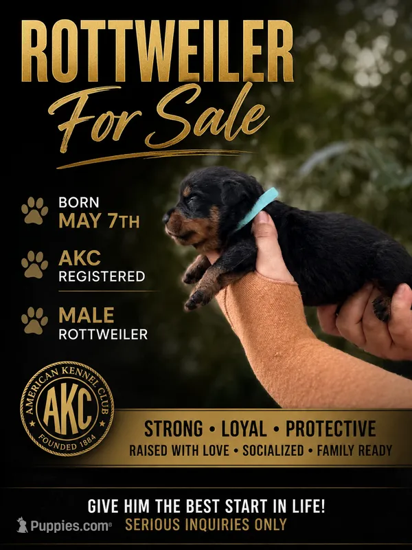 Will – Rottweiler puppy for sale in Sumter, SC
