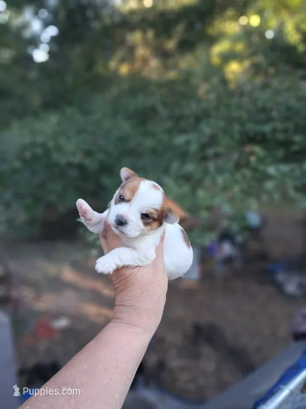 Murphy  – Yorkshire Terrier puppy for sale in Sumter, SC