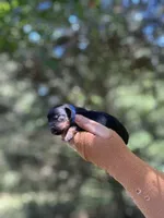 Max, a male Rottweiler for sale in Sumter, SC – 1 of 1