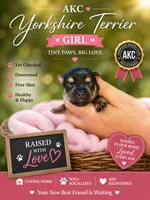 Lila, a female Yorkshire Terrier for sale in Sumter, SC – 1 of 1