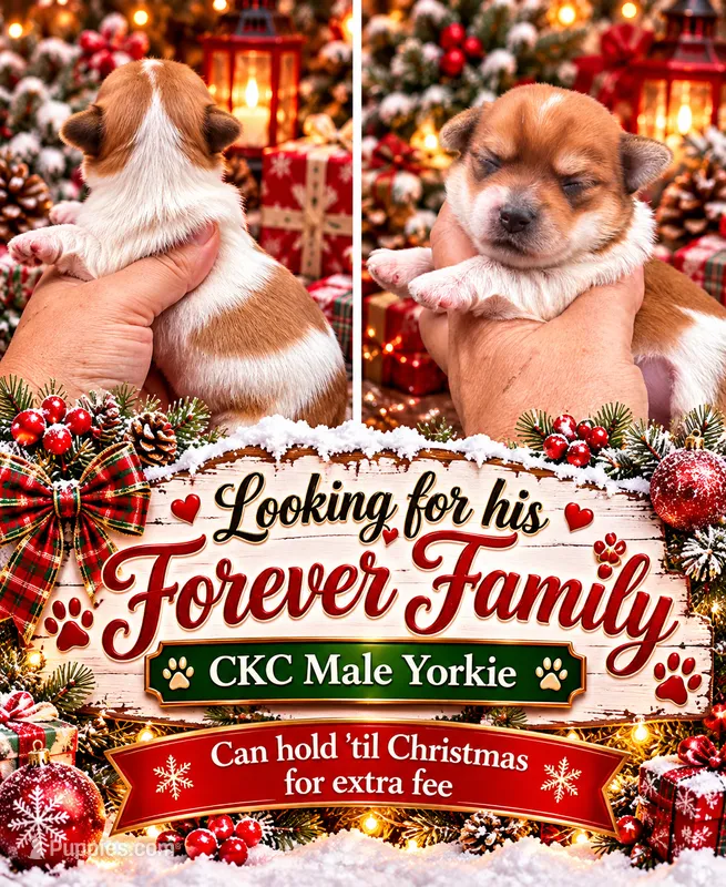 Bailey  – Yorkshire Terrier puppy for sale in Sumter, SC