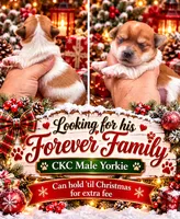Bailey , a male Yorkshire Terrier for sale in Sumter, SC – 1 of 1