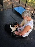 Lenny , a male English Bulldog for sale in Sumter, SC – Photo 1 of 2