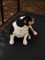 Lenny , a male English Bulldog for sale in Sumter, SC – Photo 2 of 2