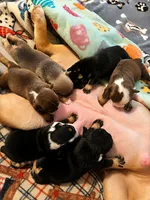 Kara , a female English Bulldog for sale in Sumter, SC – 2 of 2