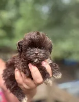 Coco bean , a male Shih Tzu for sale in Sumter, SC – 3 of 4