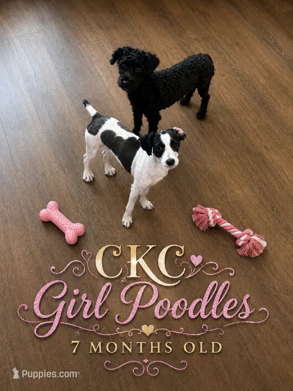 Bella  – Poodle - Toy  puppy for sale in Sumter, SC
