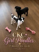 Bella , a female Poodle - Toy  for sale in Sumter, SC – 1 of 2