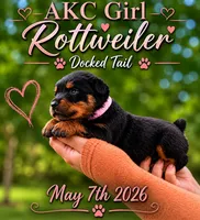 Maxine , a female Rottweiler for sale in Sumter, SC – 1 of 1
