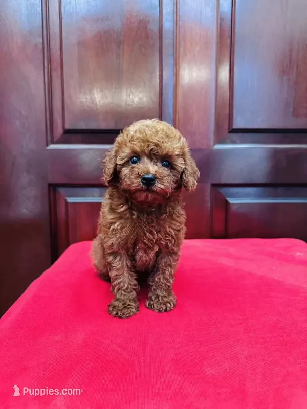 AKC Toby – Poodle - Toy  puppy for sale in Brooksville, FL