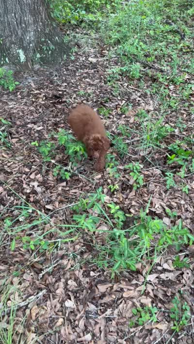 AKC Molly, a female Poodle - Toy  for sale in Spring Hill, FL – 4 of 4