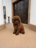 AKC Molly, a female Poodle - Toy  for sale in Spring Hill, FL – 4 of 4
