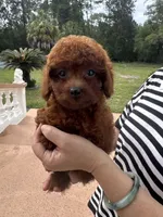 AKC Ruby, a female Poodle - Toy  for sale in Spring Hill, FL – 3 of 4