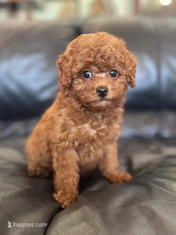 AKC Milo – Poodle - Toy  puppy for sale in Brooksville, FL