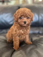 AKC Milo, a male Poodle - Toy  for sale in Spring Hill, FL – 2 of 7
