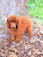 AKC Molly , a female Poodle - Toy  for sale in Spring Hill, FL – 1 of 3