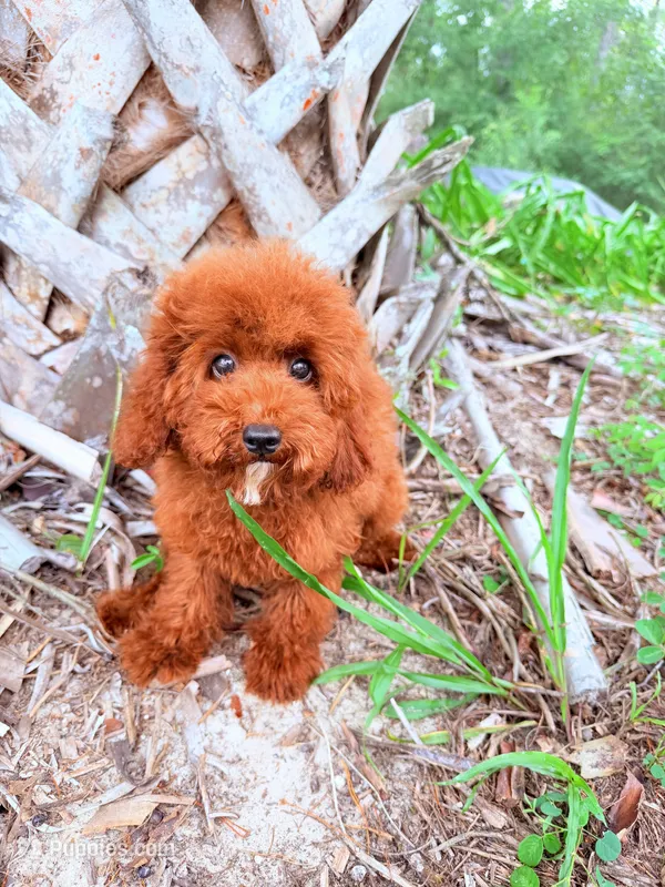 F1B Mia – Miniature Goldendoodle puppy for sale in Spring Hill, FL