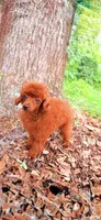 AKC Ruby, a female Poodle - Toy  for sale in Spring Hill, FL – 3 of 4