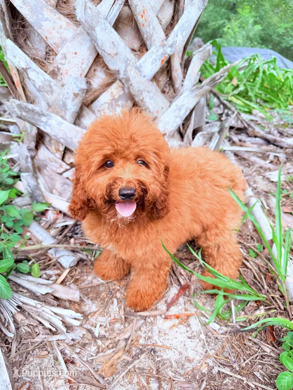 F1B GiGi – Miniature Goldendoodle puppy for sale in Spring Hill, FL