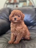 AKC Milo, a male Poodle - Toy  for sale in Spring Hill, FL – 4 of 7