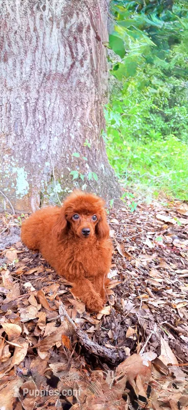 AKC Ruby – Poodle - Toy  puppy for sale in Spring Hill, FL