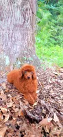 AKC Ruby, a female Poodle - Toy  for sale in Spring Hill, FL – 1 of 4