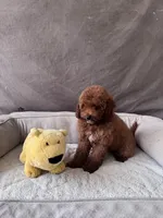 F1B GiGi, a female Miniature Goldendoodle for sale in Spring Hill, FL – 2 of 4