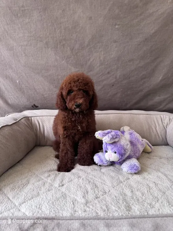 F1B Mia – Miniature Goldendoodle puppy for sale in Spring Hill, FL