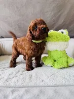 F1B Choco, a male Miniature Goldendoodle for sale in Brooksville, FL – 3 of 4