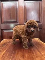 AKC Ruby, a female Poodle - Toy  for sale in Spring Hill, FL – 3 of 4