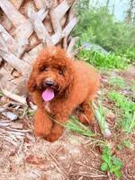 F1B Tony, a male Miniature Goldendoodle for sale in Spring Hill, FL – 2 of 4