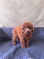 AKC Ruby, a female Poodle - Toy  for sale in Spring Hill, FL – 4 of 4
