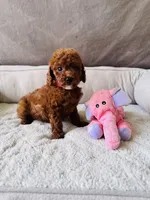F1B Mia, a female Miniature Goldendoodle for sale in Brooksville, FL – 1 of 3