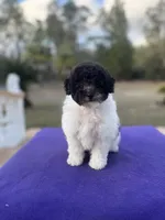 processed/cb01b853-ffcf-4810-bd1b-e5e15d203d7f/listing/43c733b2-4fe0-45fe-abed-815926918796/f5328491-4a8c-4e8a-8076-c5bdb8e52dcc