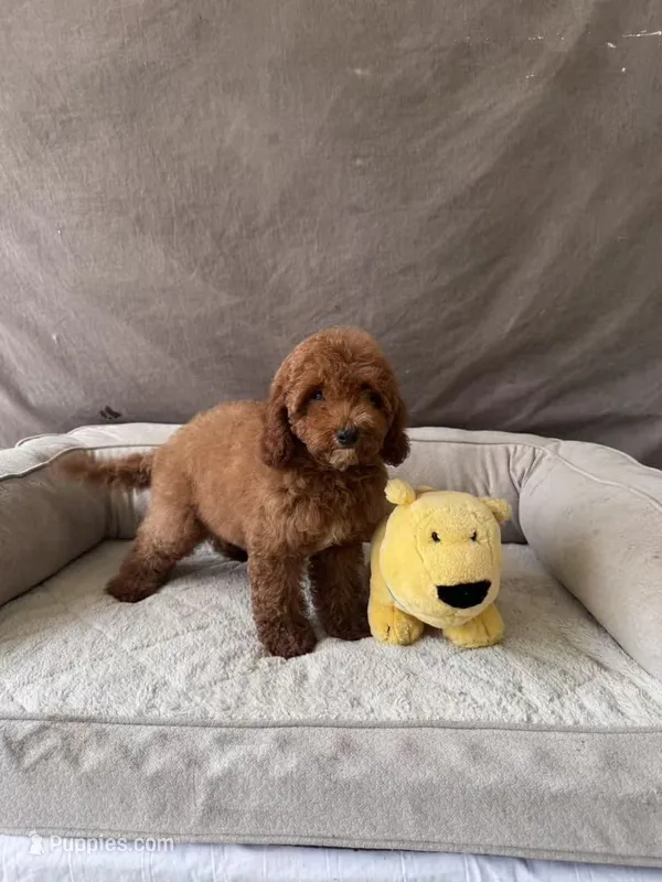 F1B GiGi – Miniature Goldendoodle puppy for sale in Spring Hill, FL