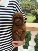 AKC Molly, a female Poodle - Toy  for sale in Spring Hill, FL – 2 of 4