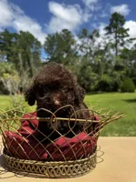 F1B Sophie, a female Miniature Labradoodle for sale in Spring Hill, FL – 2 of 3