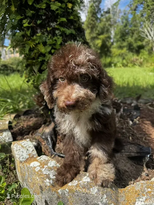 F1B Scott – Miniature Labradoodle puppy for sale in Spring Hill, FL