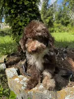 F1B Scott, a male Miniature Labradoodle for sale in Spring Hill, FL – 1 of 3