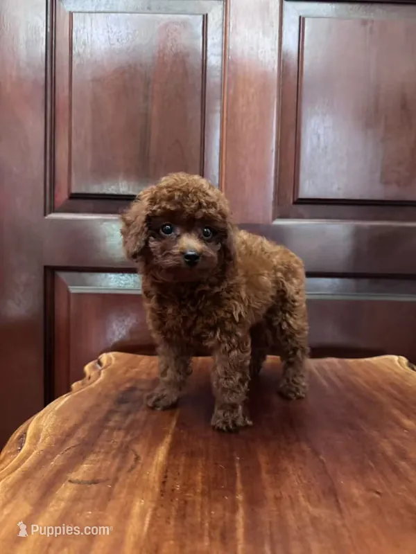 AKC Ruby – Poodle - Toy  puppy for sale in Spring Hill, FL
