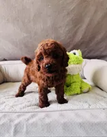 F1B Choco, a male Miniature Goldendoodle for sale in Brooksville, FL – 2 of 4