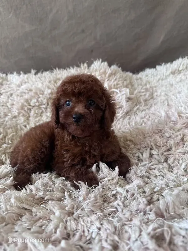 AKC Cocoa – Poodle - Toy  puppy for sale in Spring Hill, FL