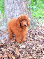 AKC Molly, a female Poodle - Toy  for sale in Spring Hill, FL – 2 of 4