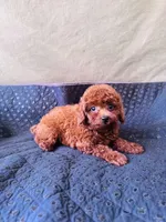 AKC Ruby, a female Poodle - Toy  for sale in Spring Hill, FL – 2 of 4
