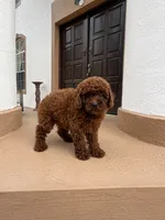 AKC Molly, a female Poodle - Toy  for sale in Spring Hill, FL – 2 of 5