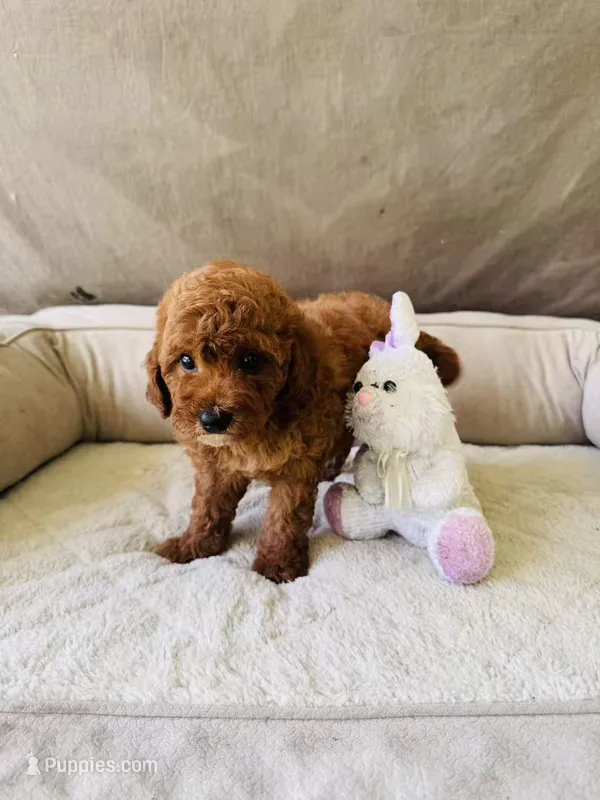 F1B GiGi – Miniature Goldendoodle puppy for sale in Brooksville, FL