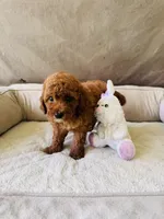 F1B GiGi, a female Miniature Goldendoodle for sale in Brooksville, FL – 1 of 3