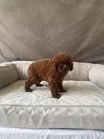 AKC Molly, a female Poodle - Toy  for sale in Spring Hill, FL – 1 of 5