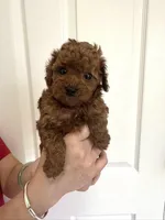 AKC Milo, a male Poodle - Toy  for sale in Brooksville, FL – Photo 2 of 4