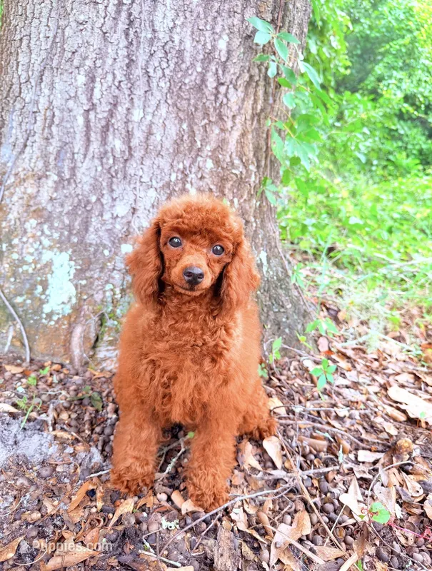AKC Molly – Poodle - Toy  puppy for sale in Spring Hill, FL